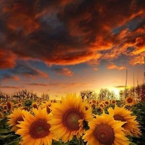 Meet your Posher, Dalia